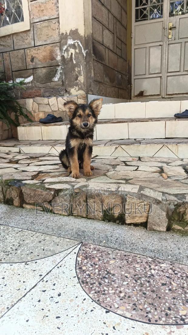 3-6 months Male Purebred German Shepherd