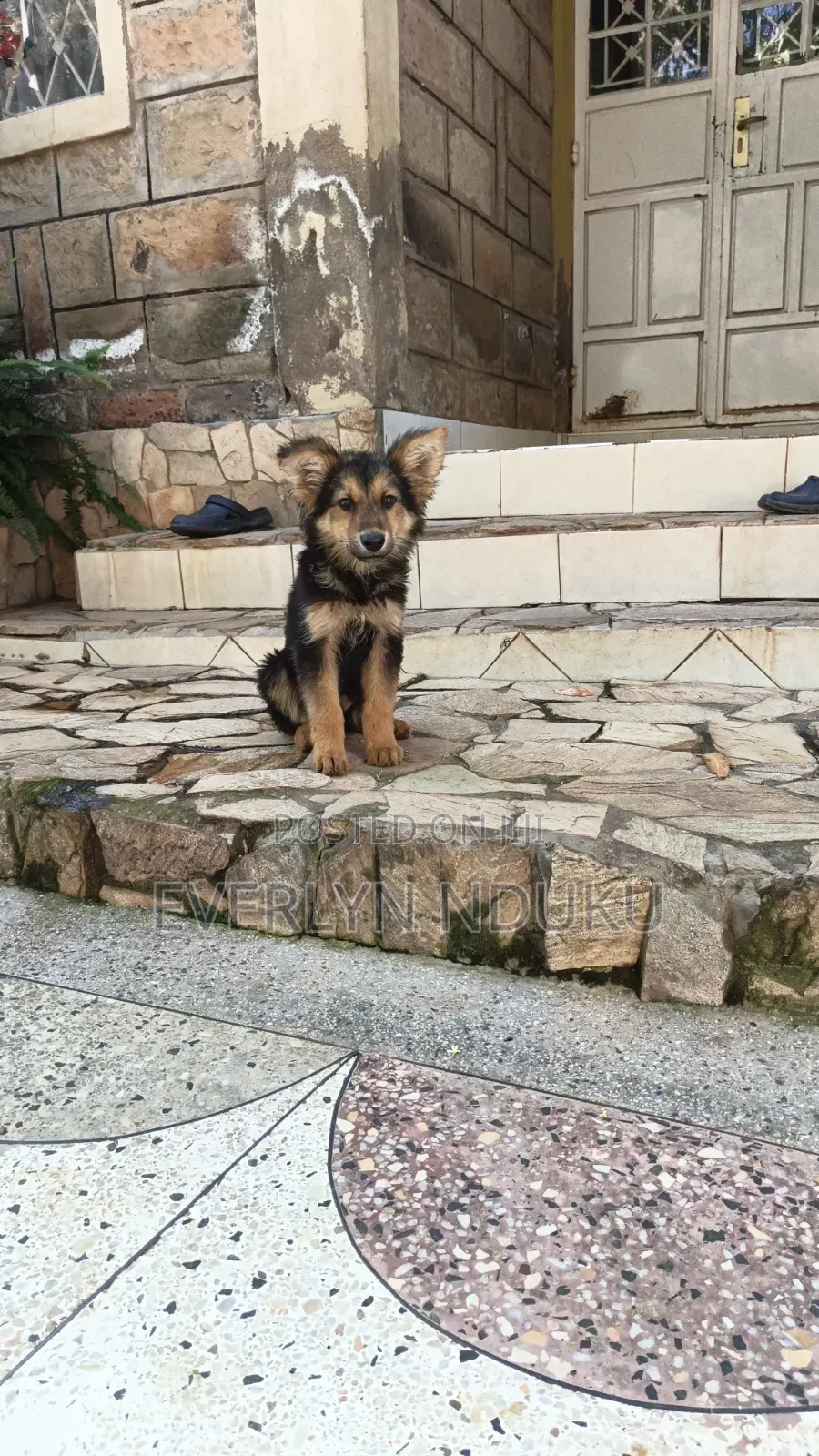 3-6 months Male Purebred German Shepherd