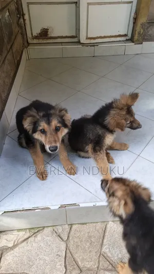 3-6 months Male Purebred German Shepherd