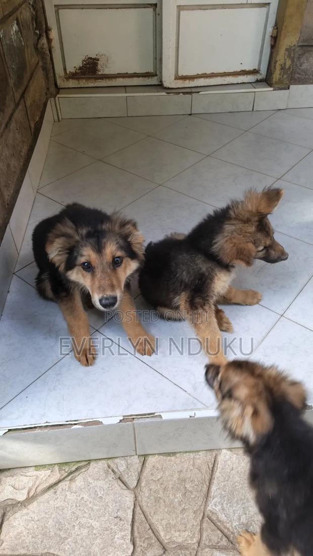 3-6 months Male Purebred German Shepherd - thumbnail 2