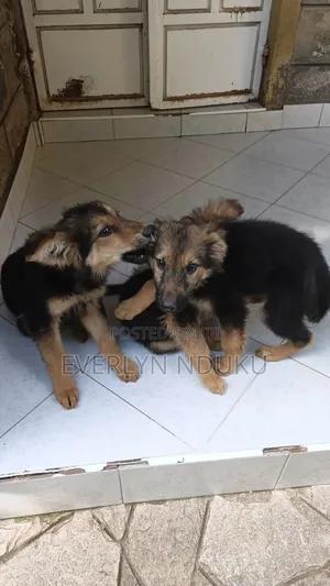 3-6 months Male Purebred German Shepherd