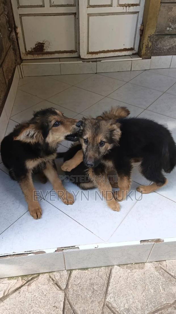 3-6 months Male Purebred German Shepherd - thumbnail 3