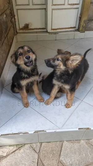 3-6 months Male Purebred German Shepherd