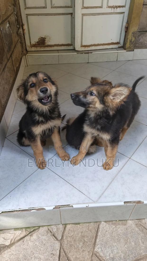 3-6 months Male Purebred German Shepherd - thumbnail 4