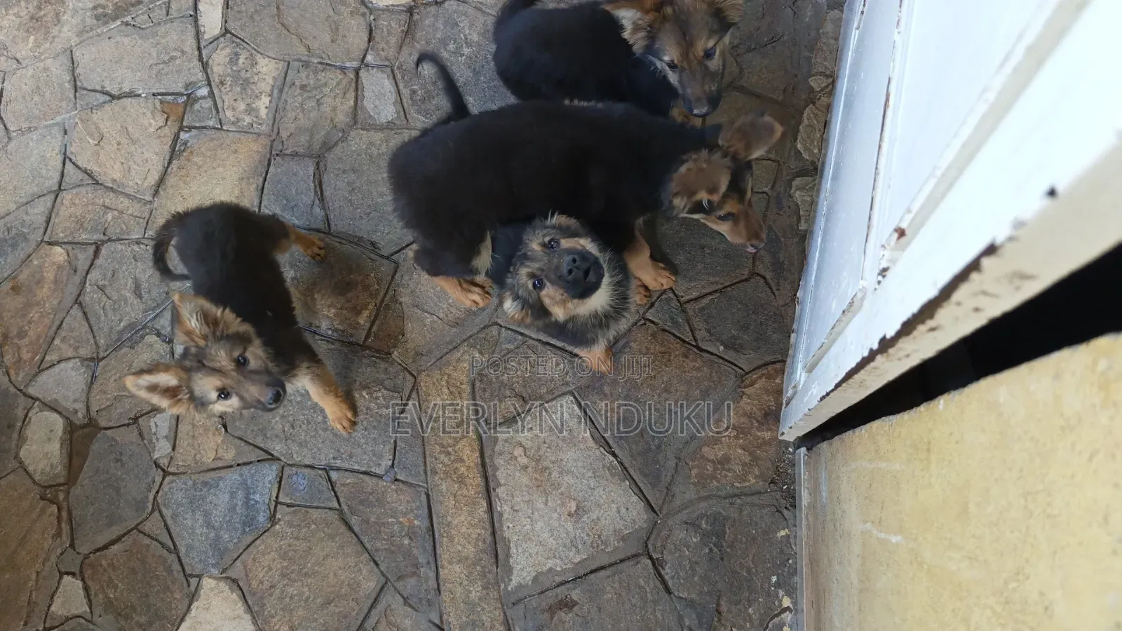 3-6 months Male Purebred German Shepherd
