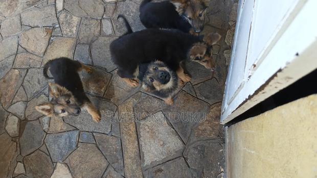 3-6 months Male Purebred German Shepherd - thumbnail 5