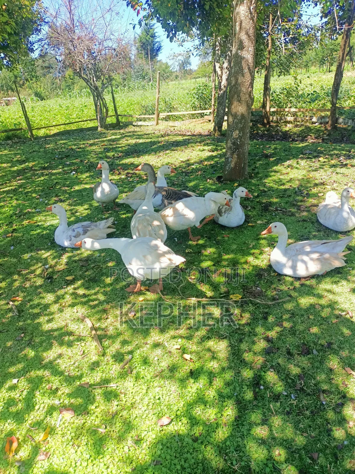 Selling Young Mature Laying Geese