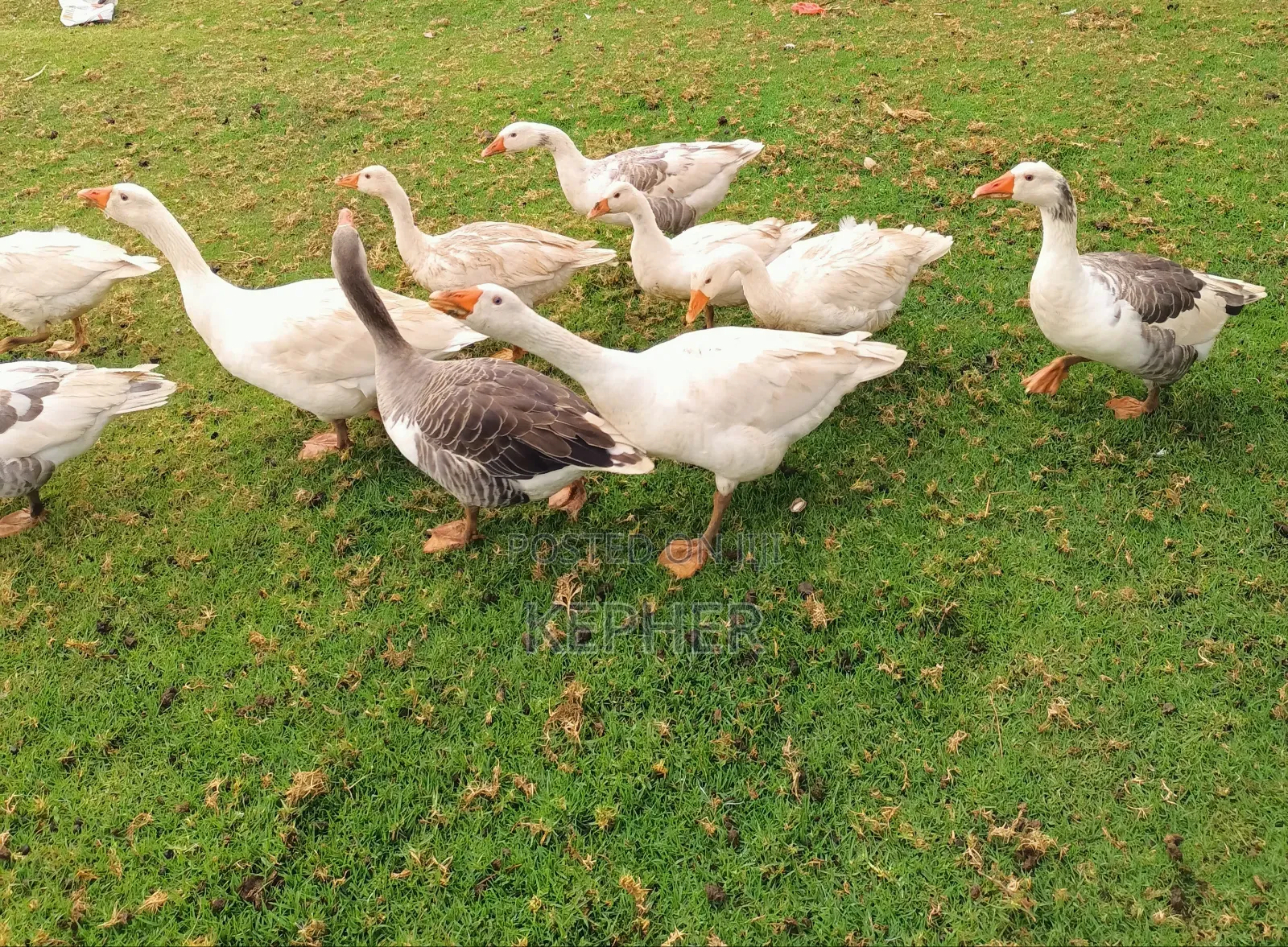 Selling Young Mature Laying Geese