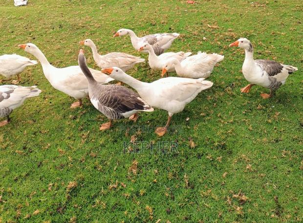 Selling Young Mature Laying Geese - thumbnail 3