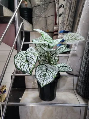 Modern Mini Planters Indoor Plants