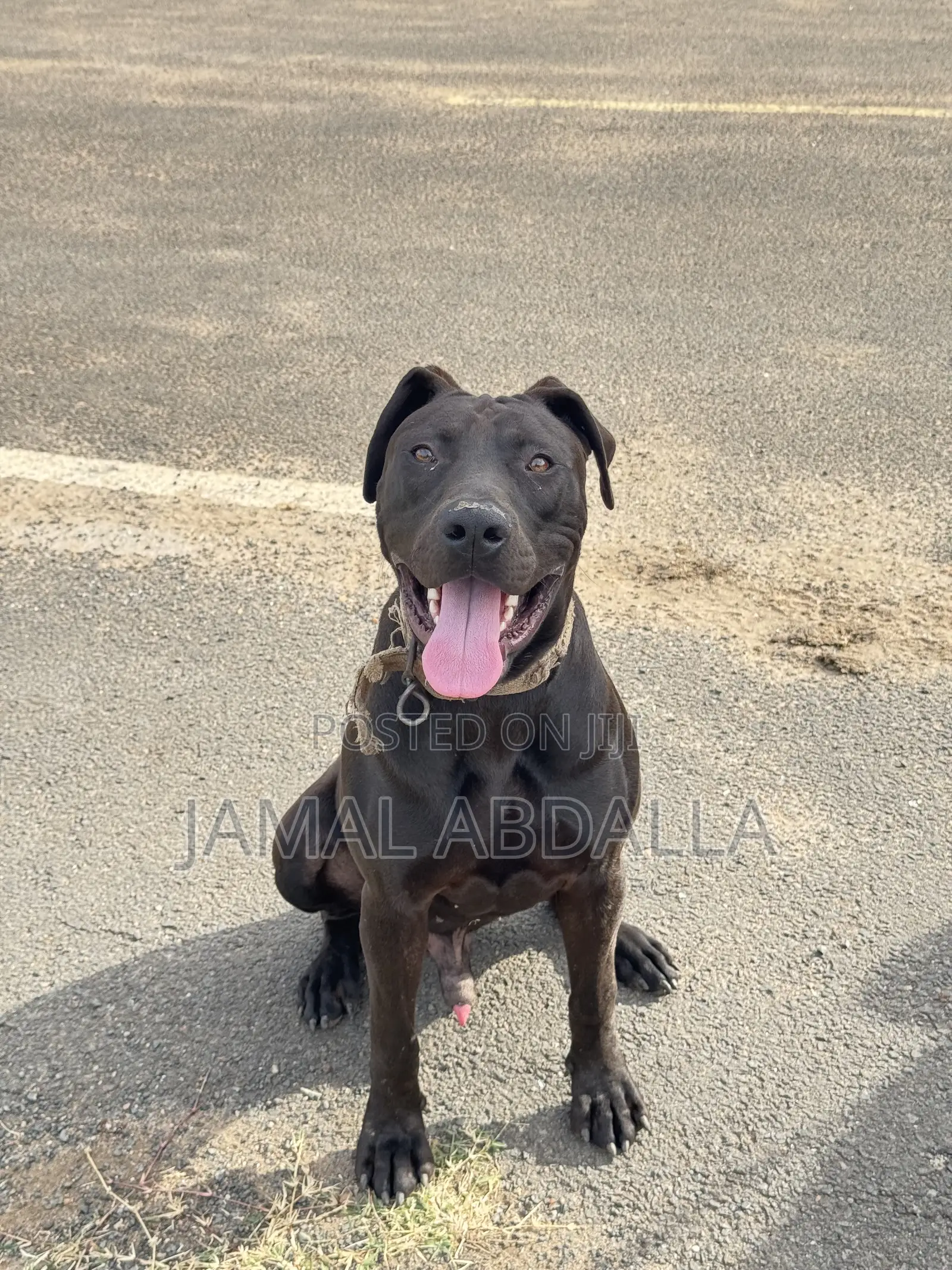 1+ year Male Mixed Breed Boerboel
