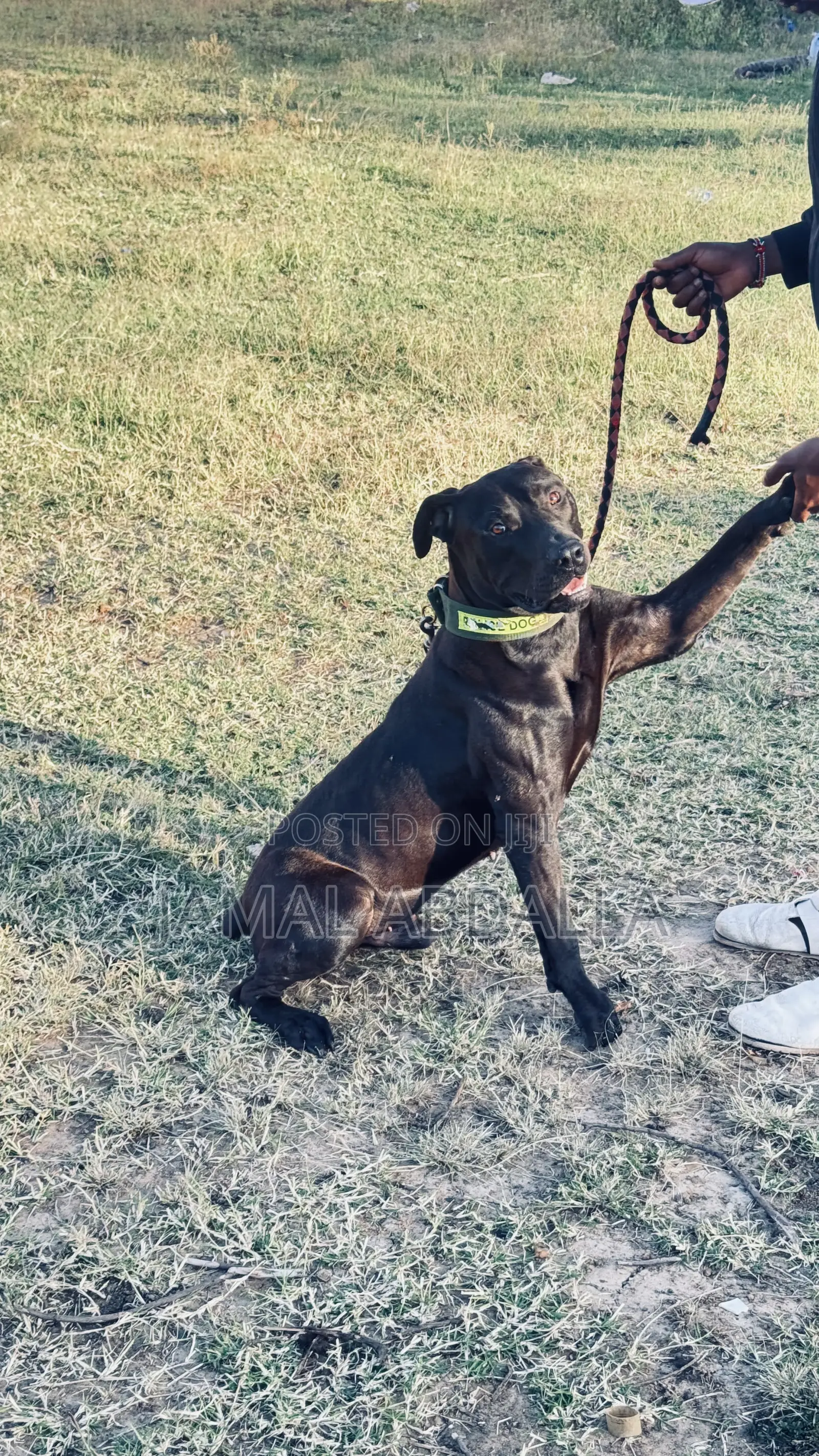 1+ year Male Mixed Breed Boerboel