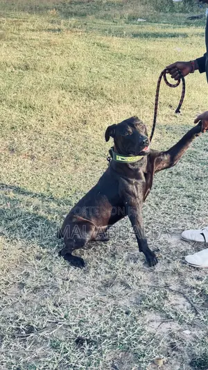 1+ year Male Mixed Breed Boerboel
