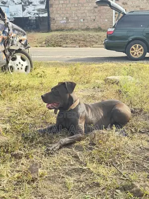 1+ year Male Mixed Breed Boerboel