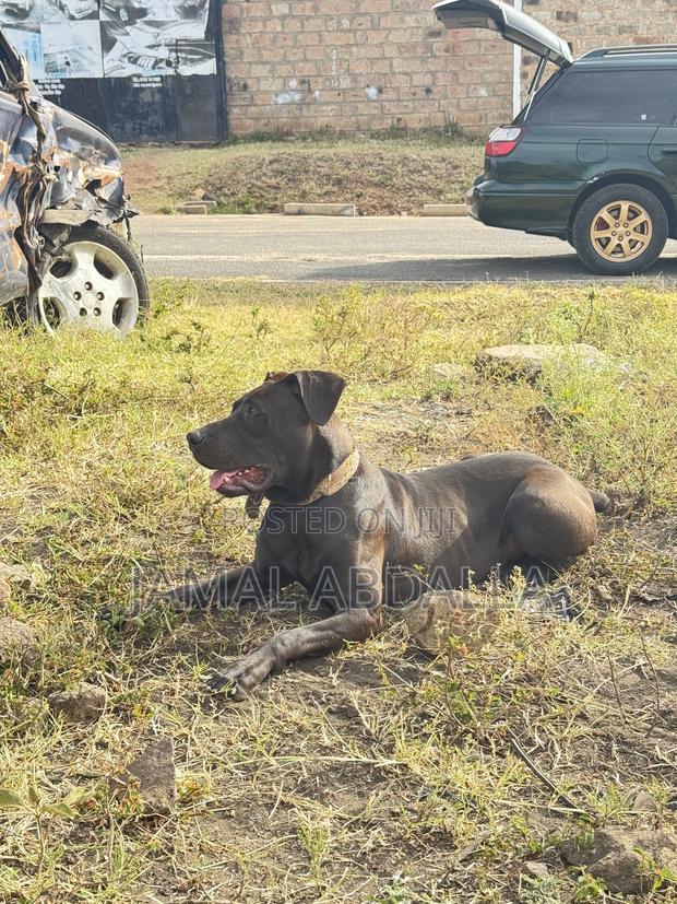 1+ year Male Mixed Breed Boerboel - thumbnail 2