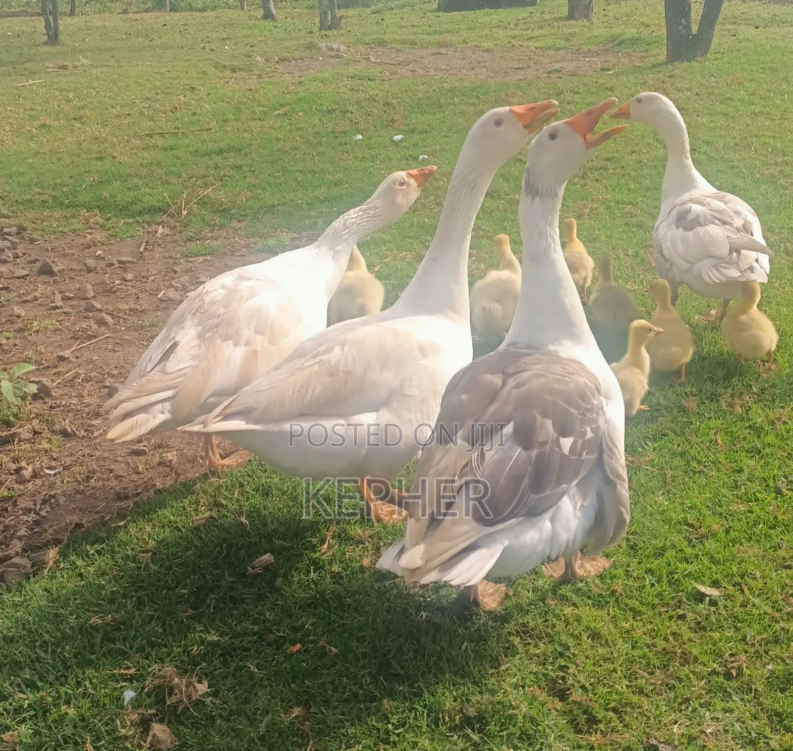 Selling Young Mature Laying Geese