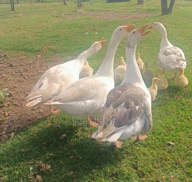Selling Young Mature Laying Geese - thumbnail 4