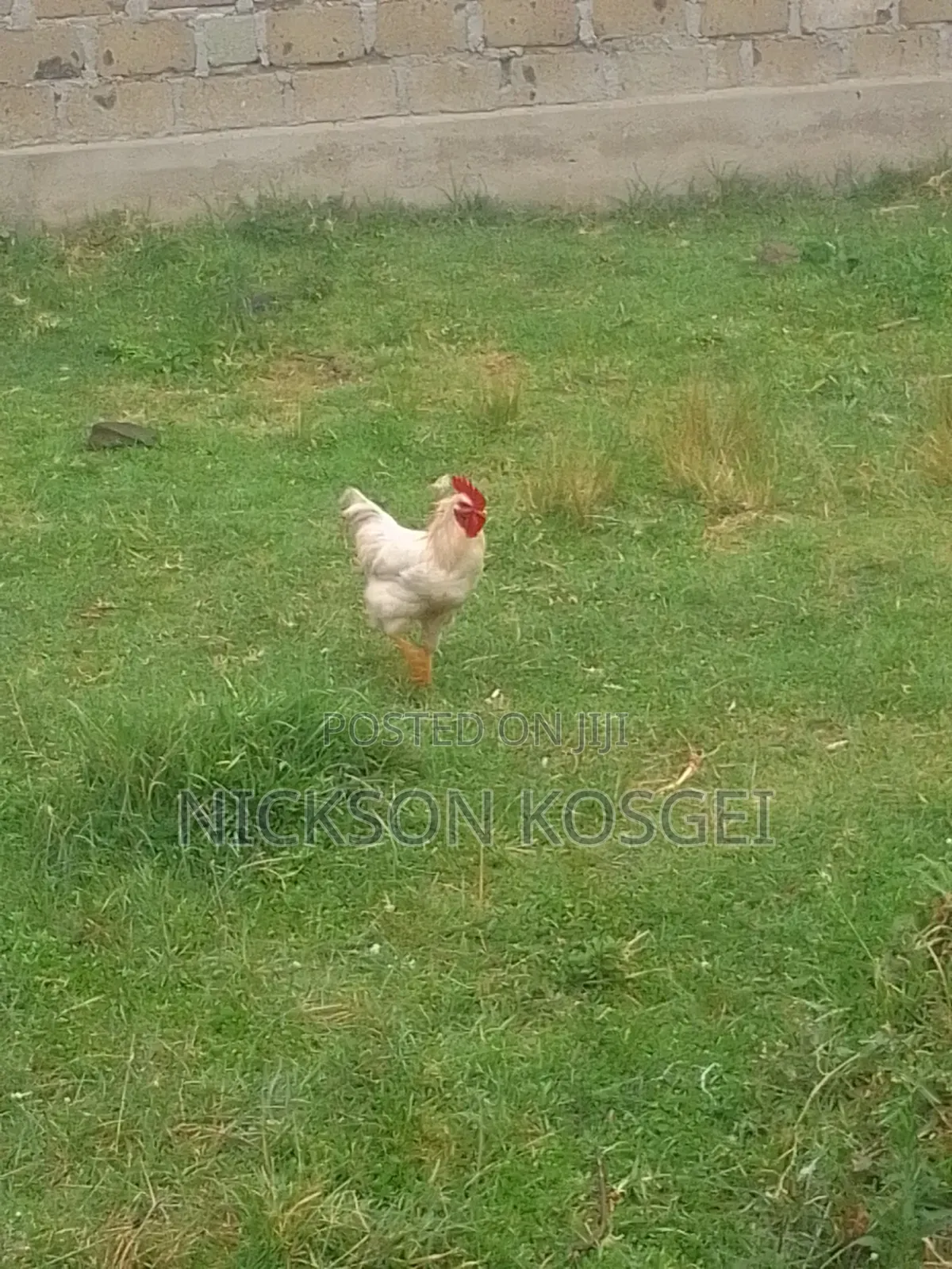 The Chicken