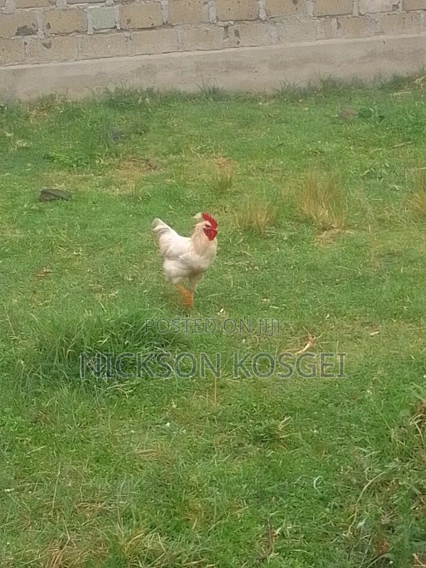 The Chicken - main view