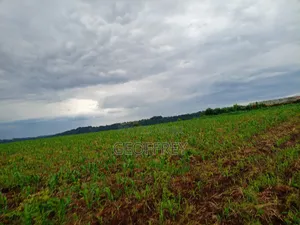 79 Acres for Sale in Nyandarua Olkalou
