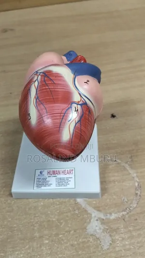 Human Heart Model