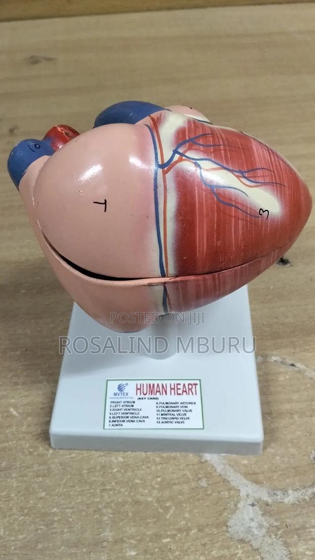 Human Heart Model - thumbnail 2