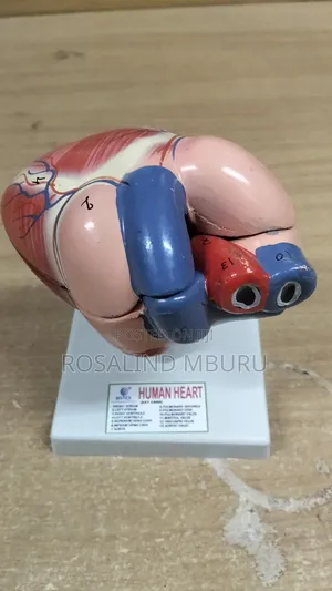 Human Heart Model