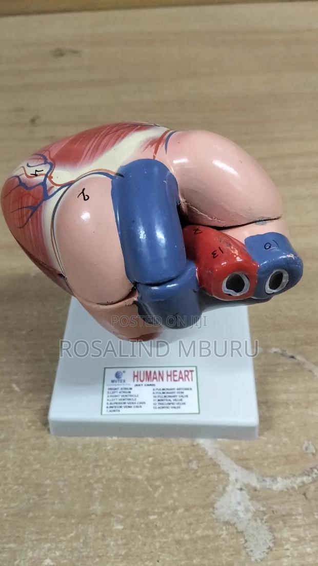 Human Heart Model - thumbnail 3