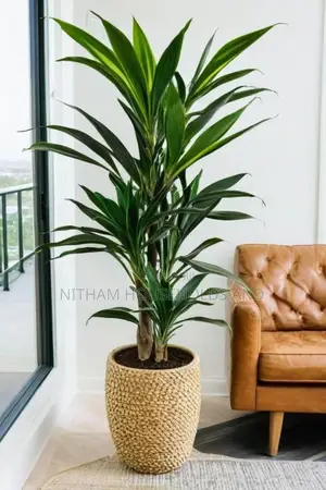 Real Touch Artificial Yucca Plant