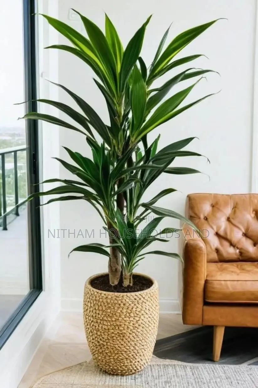 Real Touch Artificial Yucca Plant