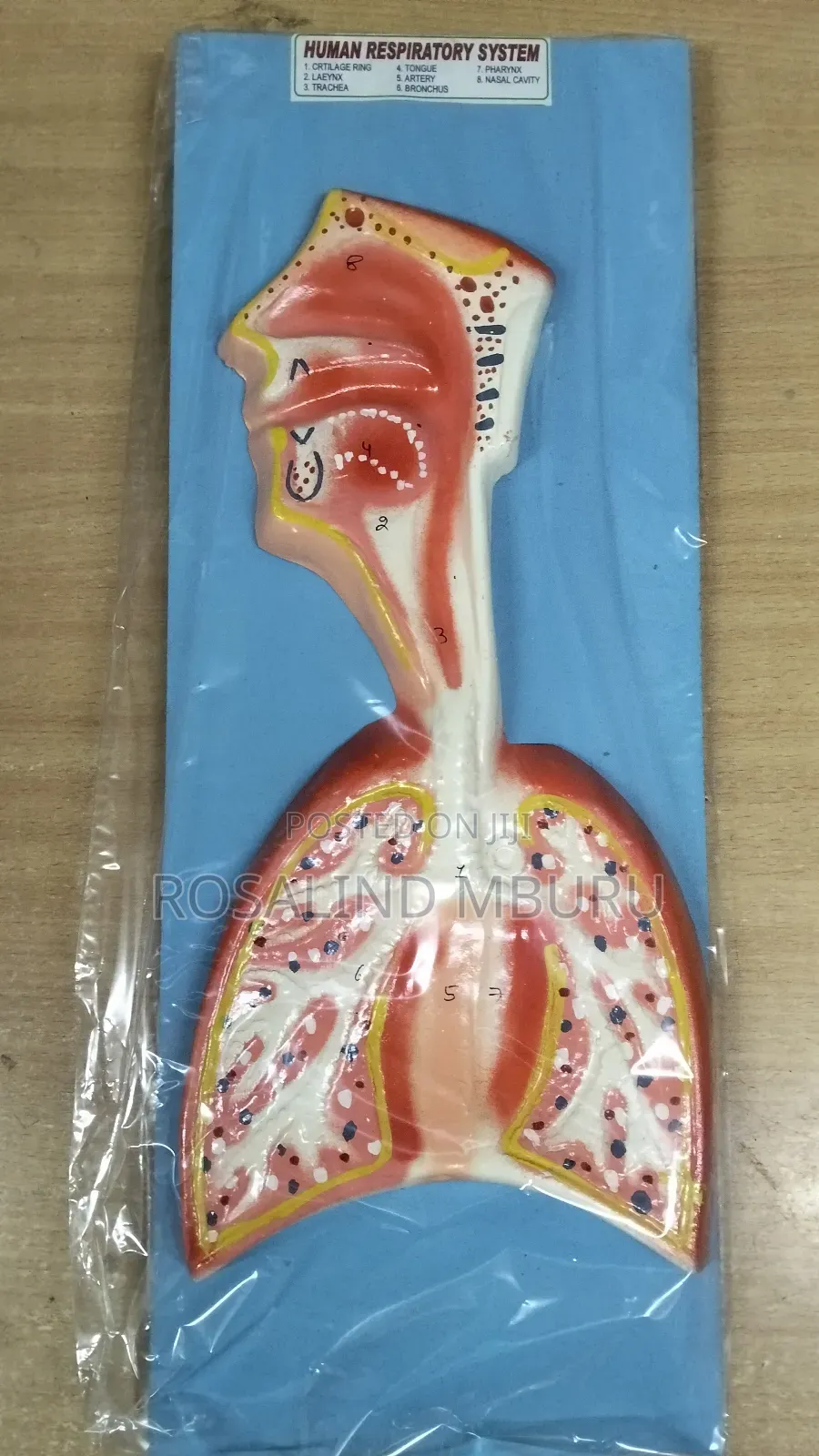 Digestive System Model on Board