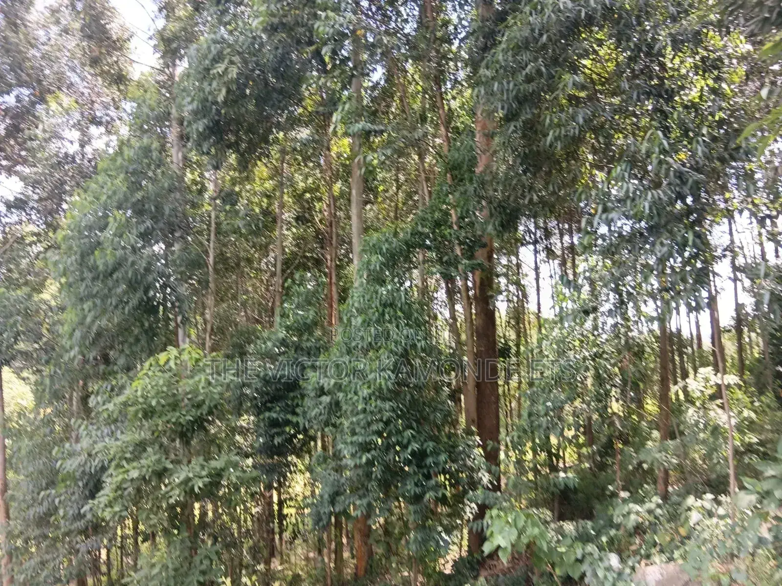 Land for Sell
