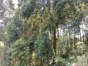 Land for Sell
