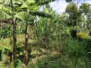 Land for Sell