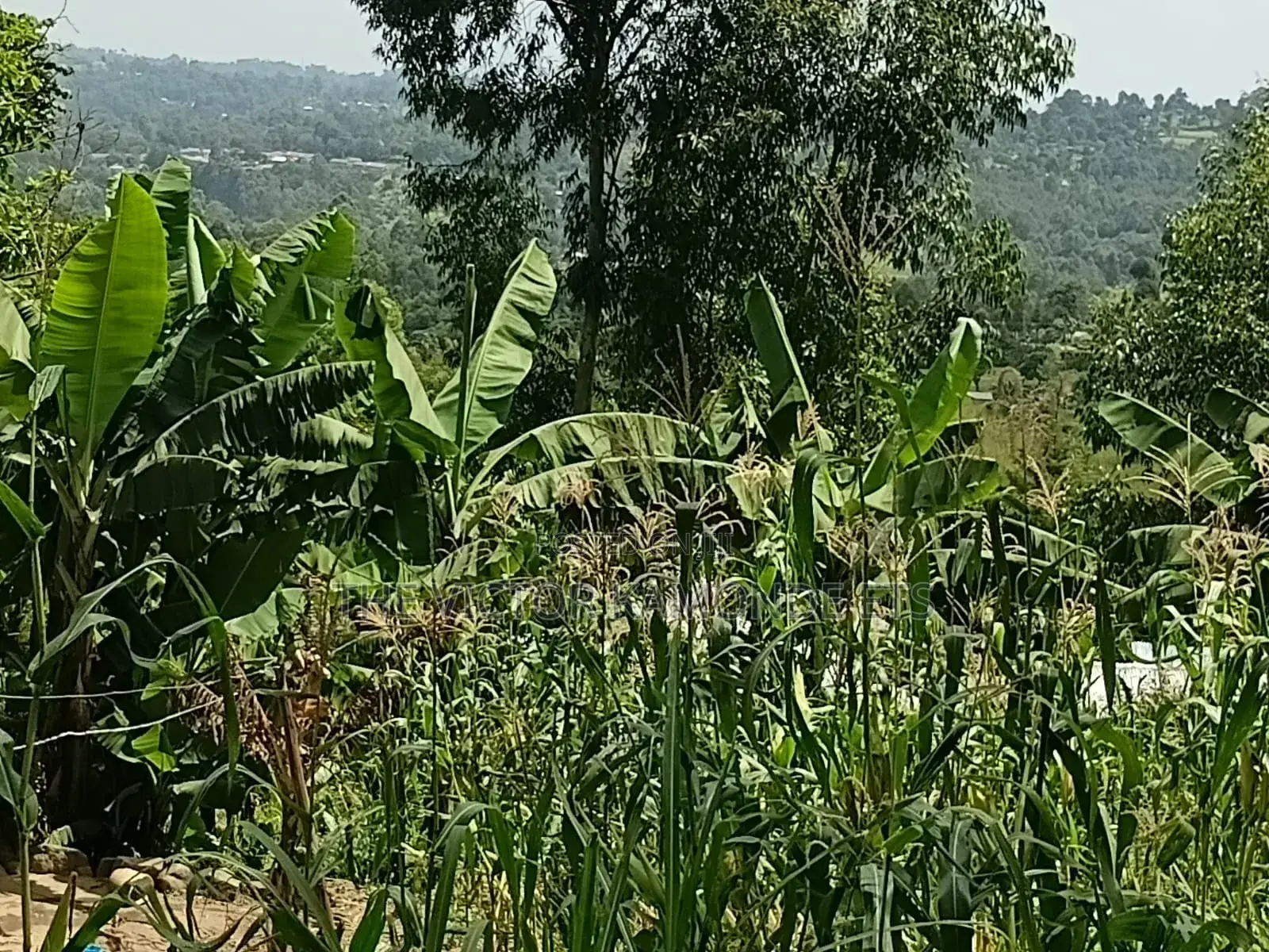 Land for Sell