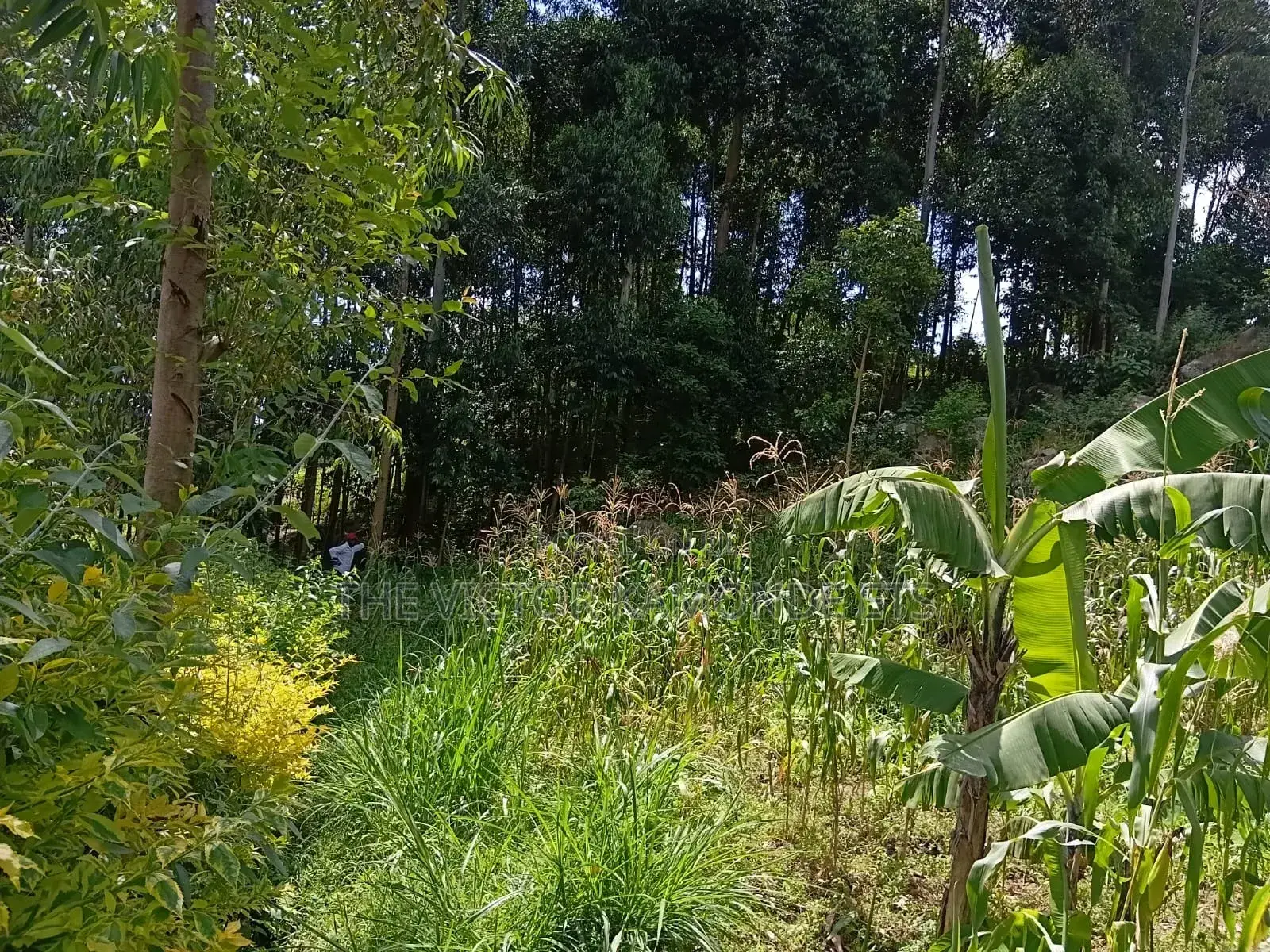 Land for Sell