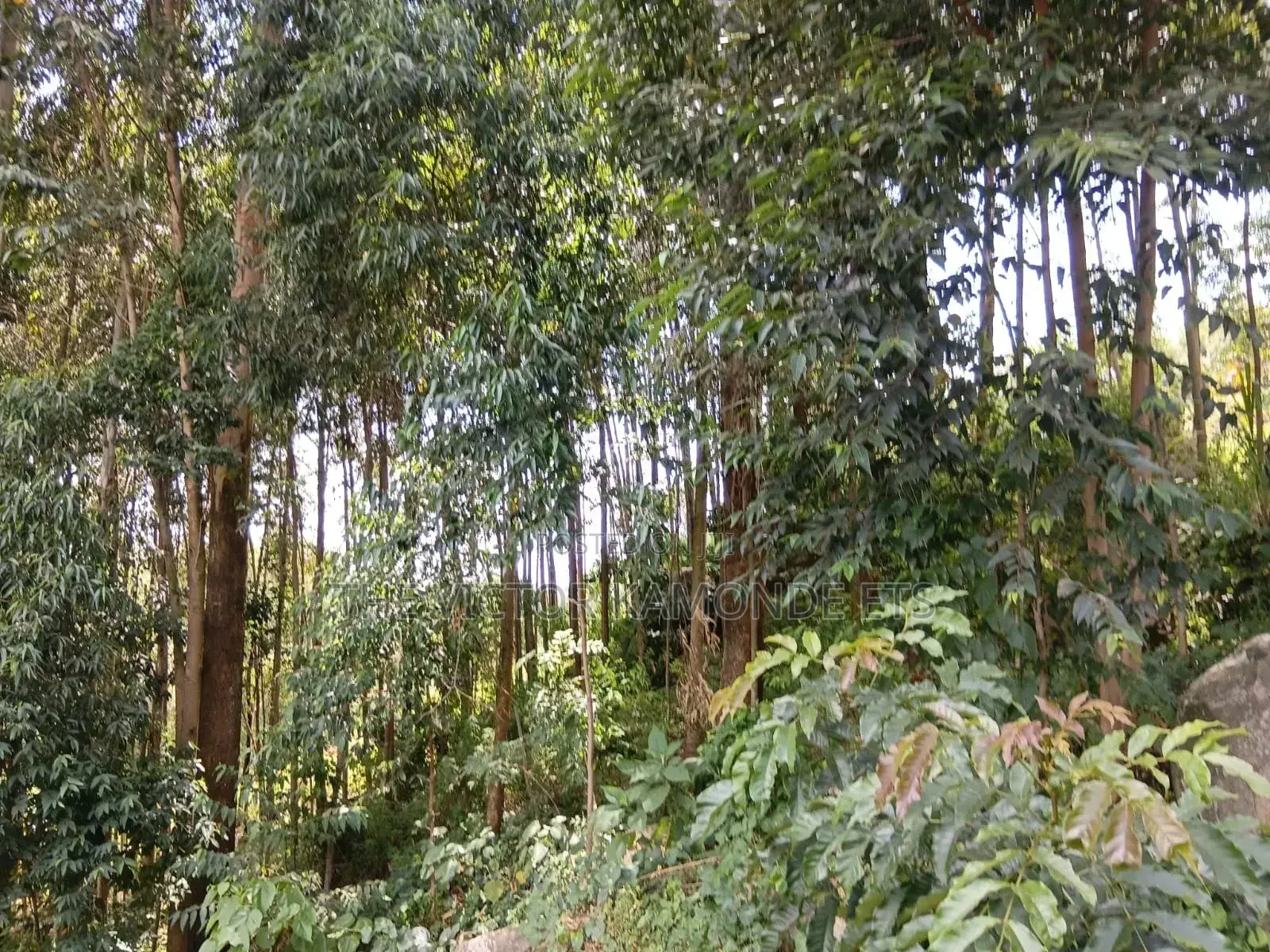 Land for Sell