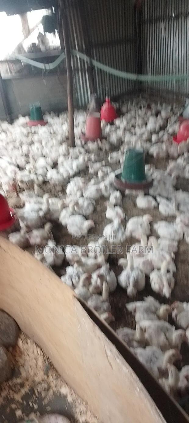 Broiler Chicken For Sale - thumbnail 3