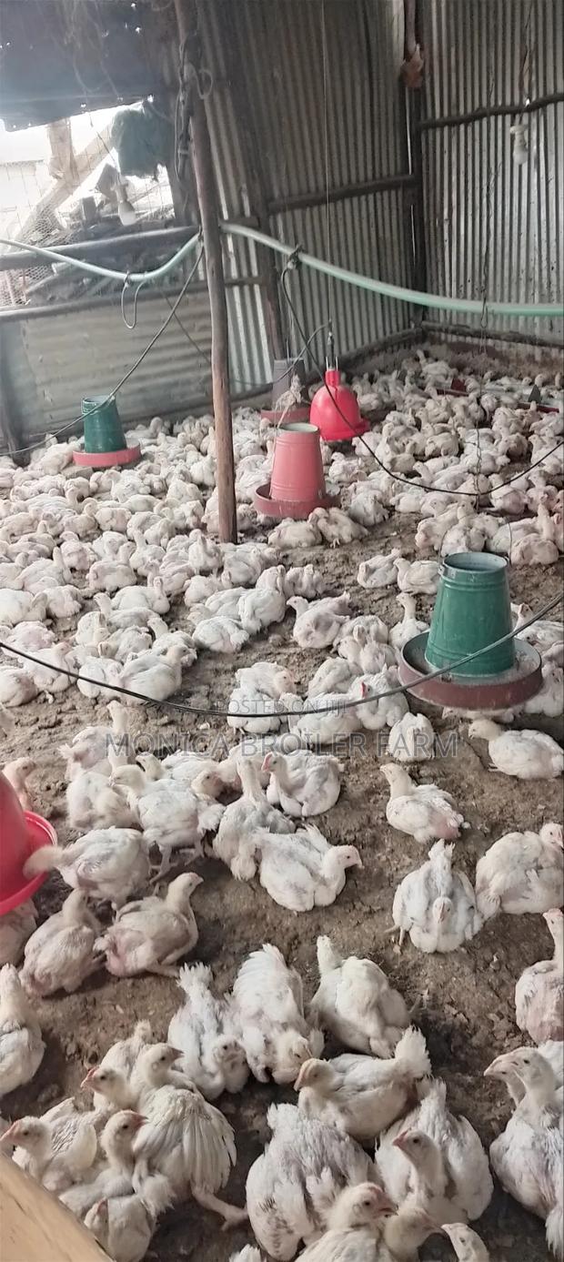Broiler Chicken For Sale