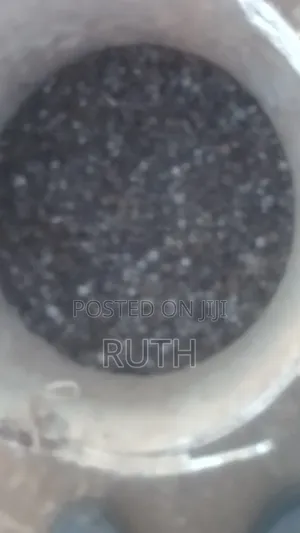 Rabbit Urine