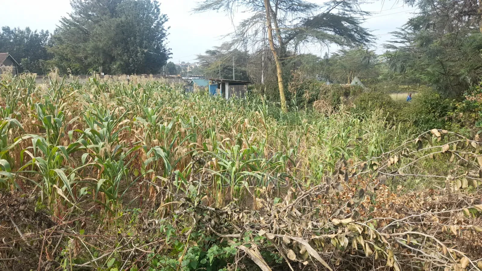 Ruai Mawe Mbili