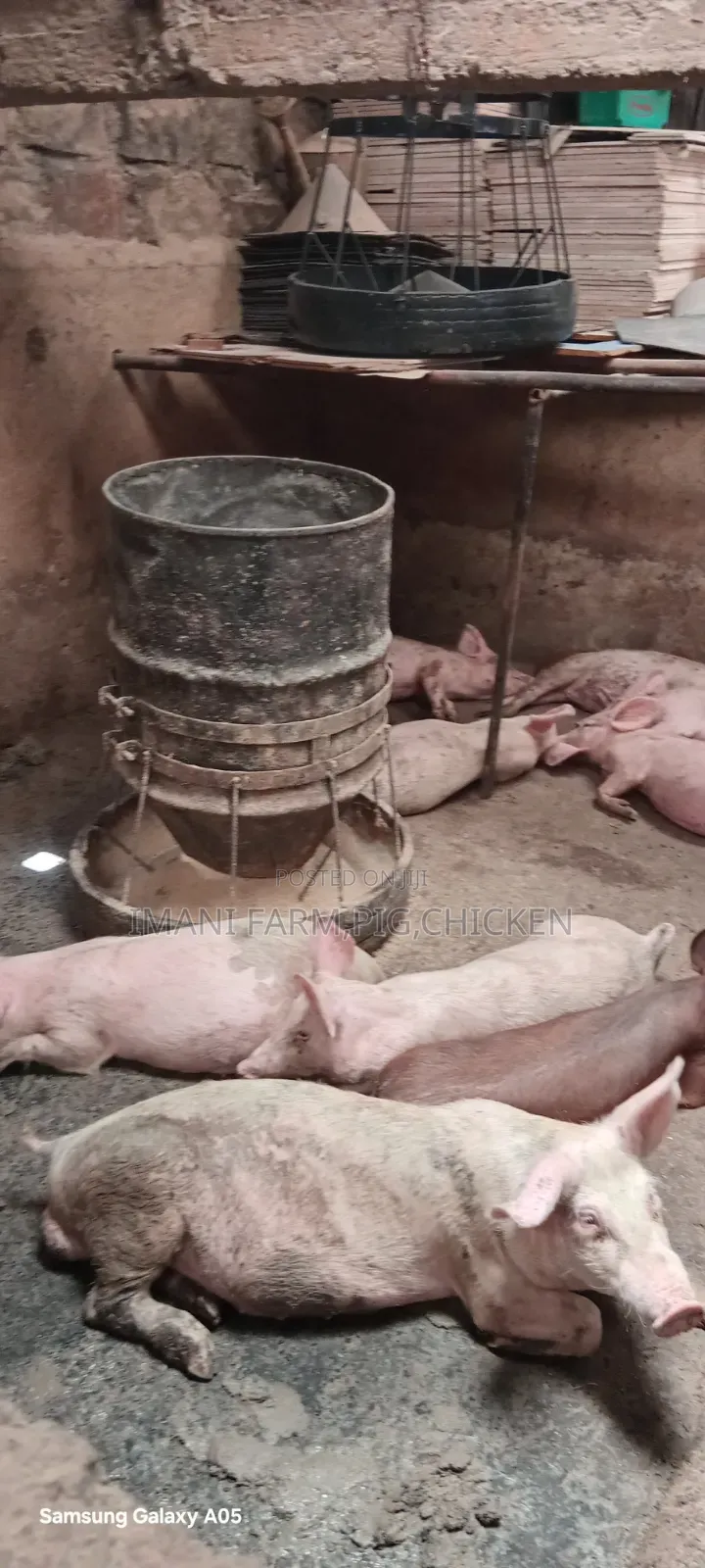 Pig Feeders,Animal Feeding Troughs,Pigs,Chicken Goats