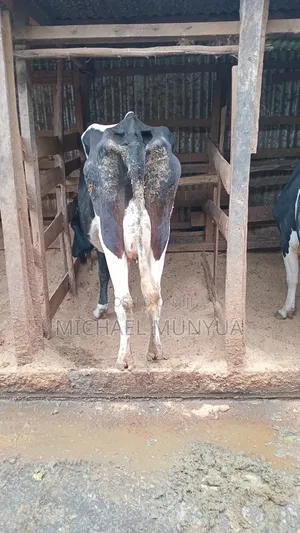 Selling Cows