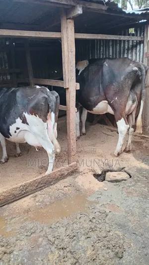 Selling Cows