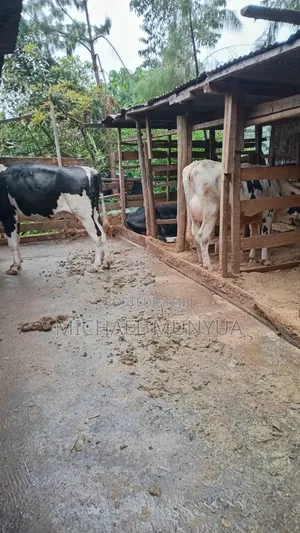Selling Cows