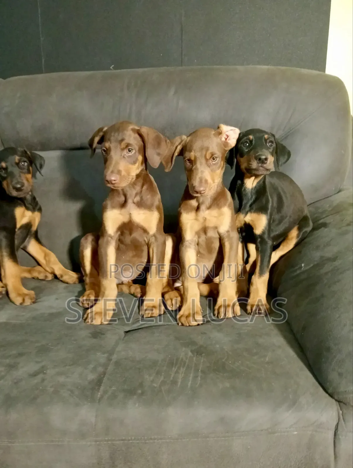 1-3 months Male Purebred Doberman Pinscher