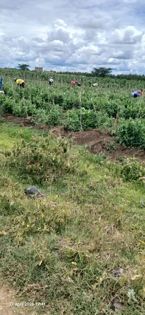 Nyandarua, Ndaragwa- Prime Agricultural Land 85 Acres on Sale
