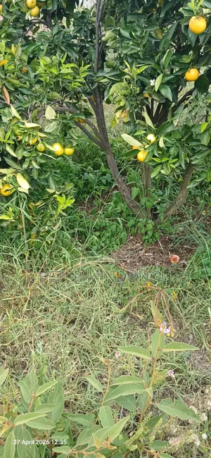 Nyandarua, Ndaragwa- Prime Agricultural Land 85 Acres on Sale