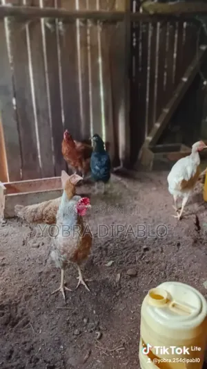 Chicken and Rabbit Farming