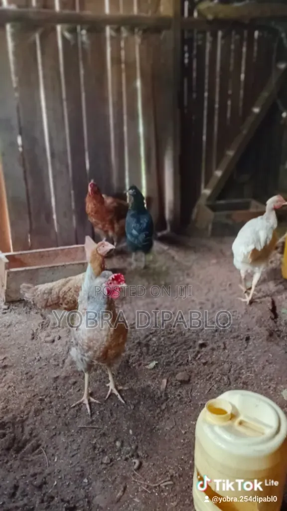 Chicken and Rabbit Farming
